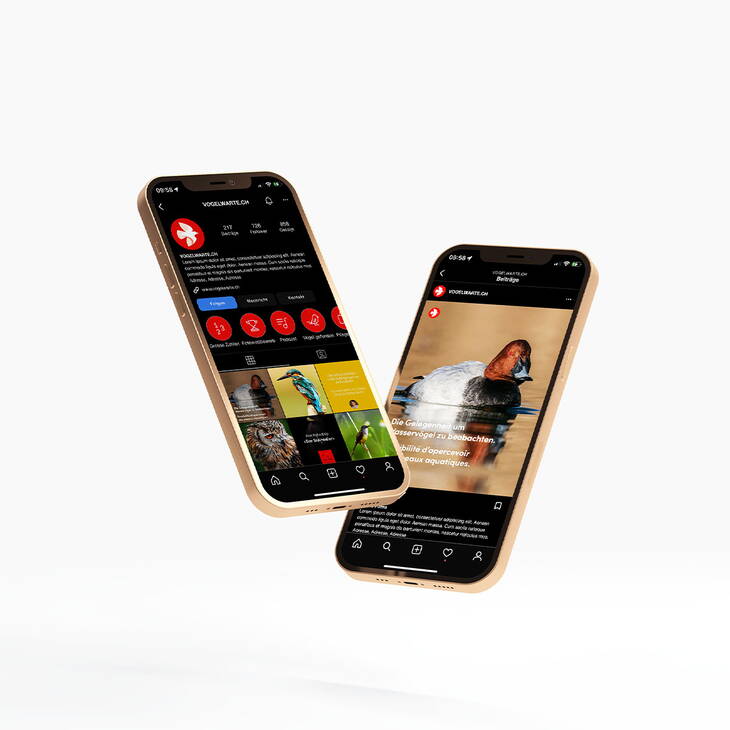 Tollkirsch DeineAgentur_Schweizerische Vogelwarte Sempach Tollkirsch DeineAgentur_Schweizerische Vogelwarte Sempach